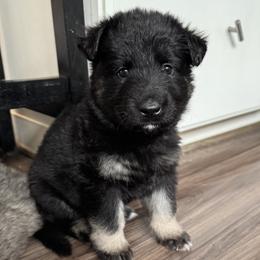 Yellow collar - Fawn sable male Shiloh Shepherd puppy in Watchung, New Jersey from Blue Moon Shilohs