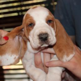 Honey Bear - Lemon and white male Basset Hound puppy in Missouri from Clevenger Farms