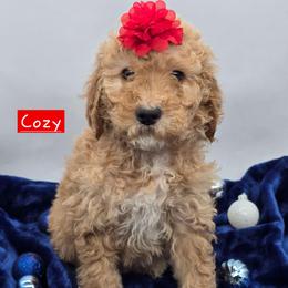 Cozy - Apricot female Goldendoodle puppy in Neillsville, Wisconsin from Granton Creek
