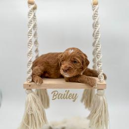 Bailey - Red  female Goldendoodle puppy in Wooster, Ohio from Cynology Doodles