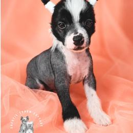 Sterling - Black and white male Chinese Crested puppy in Ocala, Florida from Crestie Charm Cottage