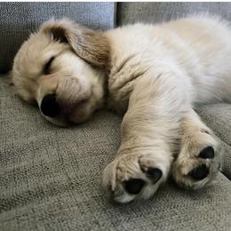 Golden Retriever Puppies from Dogwood Springs Golden Retrievers
