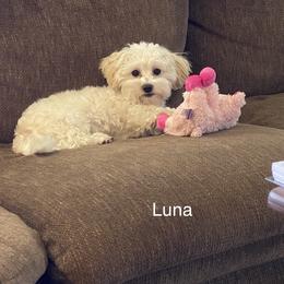 Coton de Tulear All Grown Up from Cooks’ Cotonpoos