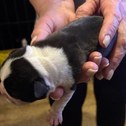 Girl 4 - Black and white female Boston Terrier puppy in Covington, Georgia from Tuxedo Bostons of Atlanta