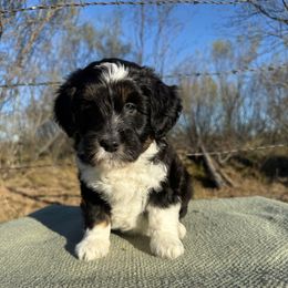 Acorn - Black tri-color female Aussiedoodle puppy in Eastland, Texas from H5 Mini Doodles