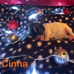 Shih Tzu Puppies from D’s Shih Tzu