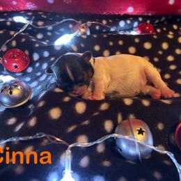 Shih Tzu Puppies from D’s Shih Tzu