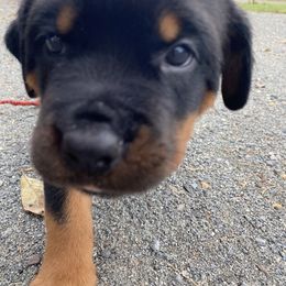 Girl 2 - Rottweiler puppy in Wrightstown, New Jersey from Aruna Rottweilers