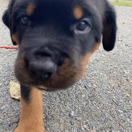 Girl 2 - Rottweiler puppy in Wrightstown, New Jersey from Aruna Rottweilers