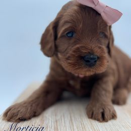 Morticia - Caramel female Australian Labradoodle puppy in Morgan Hill, California from Loving Labradoodle