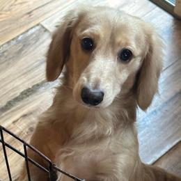 Dennis - Dachshund