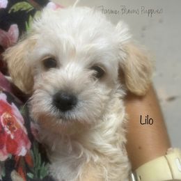 Lilo - White female Schnoodle puppy in Sedalia, Missouri from Farmer Brown's Puppies