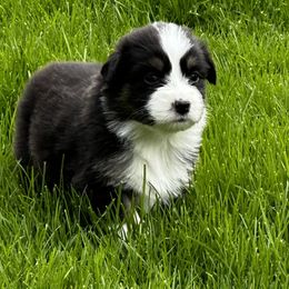 Girl 3 - Black tri-color Australian Shepherd puppy in Somonauk, Illinois from Shellyn’s Australian Shepherds