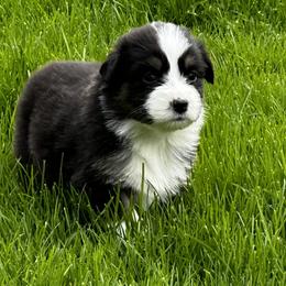 Girl 3 - Black tri-color Australian Shepherd puppy in Somonauk, Illinois from Shellyn’s Australian Shepherds