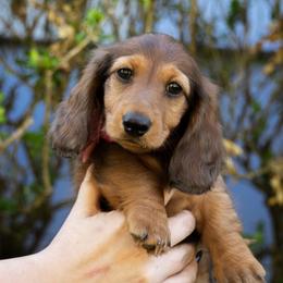 Becky Lynch - Red female Dachshund puppy in Perry, Florida from EntityDachs