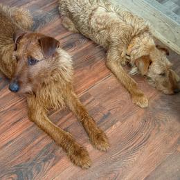 Aiofe - Irish Terrier