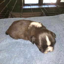 Male 2 - Gold and white male Shih Tzu puppy in Hampstead, Maryland from Dunhaven Farms