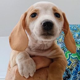 Miss Teresa - Piebald female Dachshund puppy in Pahrump, Nevada from Heaven Sent Doxies
