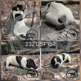 Girl 232125F15R - Black roan female German Shorthaired Pointer puppy in Moyie Springs, Idaho from Wier Farms GSP