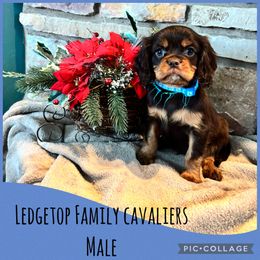 Blue - Chocolate male Cavalier King Charles Spaniel puppy in Greenleaf, Wisconsin from Ledgetop Family Cavaliers