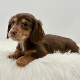 Ollie - Chocolate and tan male Dachshund puppy in Litchfield, Illinois from Charmm Dachshunds