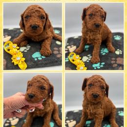 Marigold - Red  female Poodle puppy in Mount Vernon, Illinois from AMC Poodles