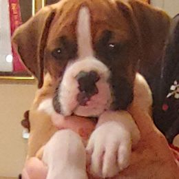 Boxer Puppies from CinniBon Boxers (Kennel)