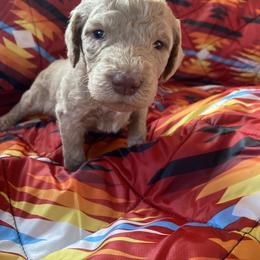 Moose - Caramel red male Labradoodle puppy in Toledo, Washington from Bigfoot Doodles