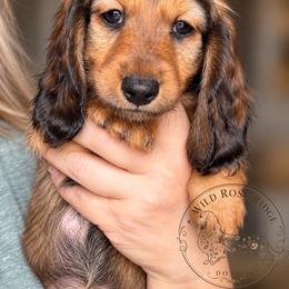 Merry-Gwendolyn - Red female Dachshund puppy in Riverton, Wyoming from Wild Rose Ridge Doxies