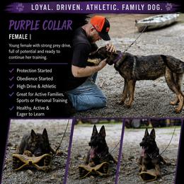 Girl 1 - female German Shepherd puppy in Elijay, Georgia from Mission K9