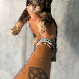 Glitterbell - Brown and tan female Cockapoo puppy in Indiahoma, Oklahoma from Diva's  Poodle and Doodles