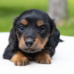 Jerry - Black and tan male Dachshund puppy in Boswell, Indiana from Golden Moose Homestead