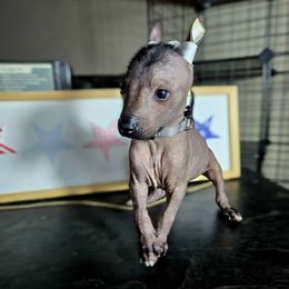 Boy 2 - Black male Xoloitzcuintli puppy in Myakka, Florida from Experience The Wild
