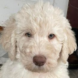 Aussiedoodles, Goldendoodles, and Labradoodles from Adirondack Labradoodles