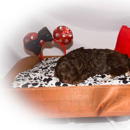 Goldendoodle Puppies from Tbear's Doodles