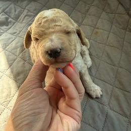 Fred - Cream male Goldendoodle puppy in Lexington, North Carolina from Southern Grace Acres
