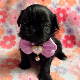 Matilda - Black female Shih Tzu puppy in Hemet, California from Aloha Shih Tzu