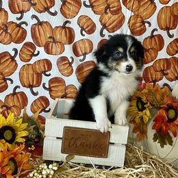 Aussiedoodle and Australian Shepherd Puppies from Dark Water Standards