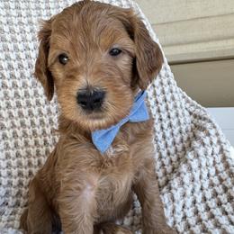 Topaz - Apricot male Goldendoodle puppy in Gilbert, Arizona from DogHouse Doodles