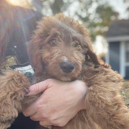 Blue - Red  male Goldendoodle puppy in Jacksonville, Florida from Dandelion Doodles