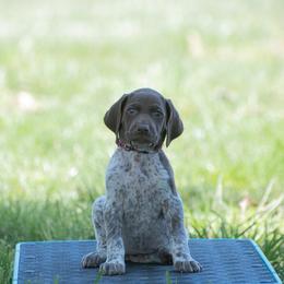 German Shorthaired Pointer and Vizsla Puppies from Nosam Kennels