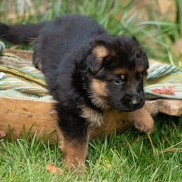 Hunter (yellow collar) - Black and red male German Shepherd puppy in Ballston Spa, New York from Von Fahringer Shepherds
