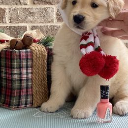 Golden Retriever Puppies from Graceful Golden Retrievers