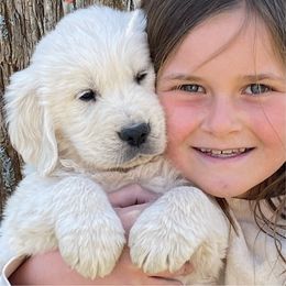 Golden Retriever Puppies from Risa’s Goldens
