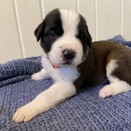 Orange collar male - Red and white male Saint Bernard puppy in Albany, Georgia from Magnolia Saint Bernards