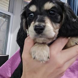 Black and cream with white paws Pink collar - Black and cream female Dachshund puppy in Fulton, Missouri from New Hope Dachshund Puppies