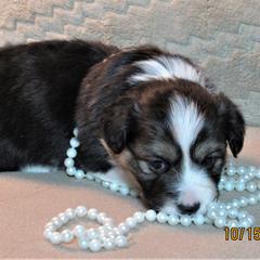 Pembroke Welsh Corgi Puppies from Cross Country Corgis