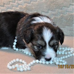 Pembroke Welsh Corgi Puppies from Cross Country Corgis