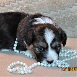 Pembroke Welsh Corgi Puppies from Cross Country Corgis
