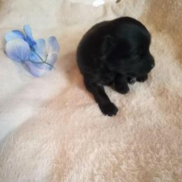 Shadow - Black male Pomeranian puppy in Wanette, Oklahoma from Council Creek Cuties